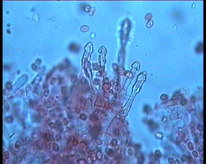 Cystoderma terreyi  var. nogalesii    Ban.Beltr. & Hein.